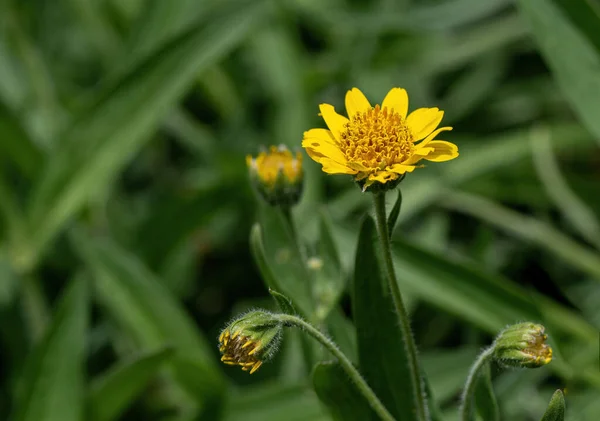 Yellow Arnica Arnica Montana Herb Blossom Nice Bokeh Shallow Depth — Stockfoto