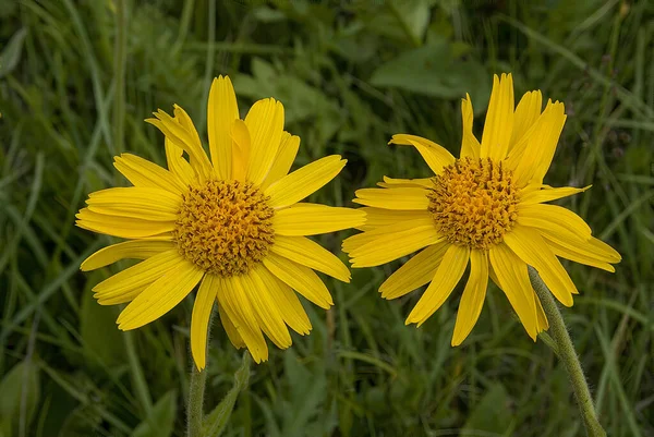 Sarı Arnica (Arnica Montana) bitkisi güzel bokeh ile çiçek açar. Sığ alan derinliği