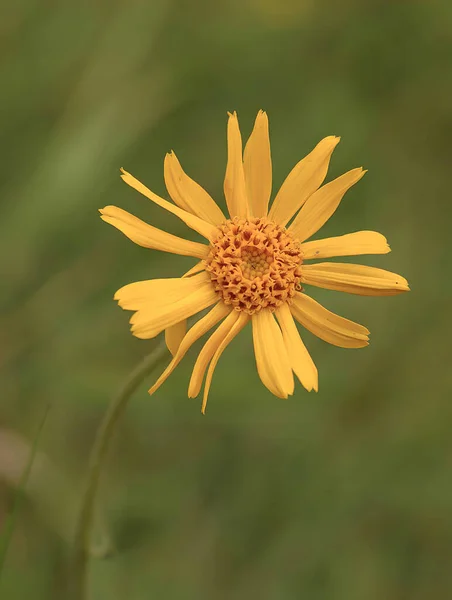 Yellow Arnica Arnica Montana Herb Blossom Nice Bokeh Shallow Depth — Foto Stock