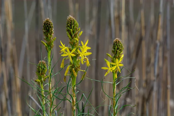 Aphodelin Évelő Növények Nemzetsége Xanthorrhoeaceae Családban Aszphodelin Lutea — Stock Fotó