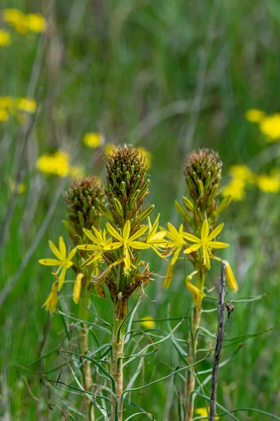 Aphodelin Évelő Növények Nemzetsége Xanthorrhoeaceae Családban Aszphodelin Lutea — Stock Fotó