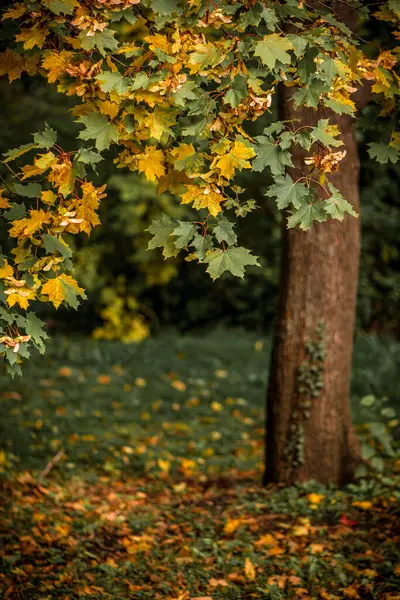 Jesienny Krajobraz Pomarańczowy Dąb Jesień Polu Jesień Natura Słońcu — Zdjęcie stockowe
