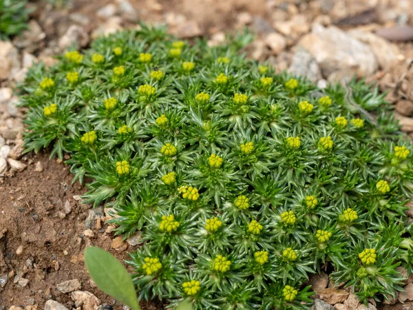 Azorella Ist Eine Gattung Von Etwa Arten Blühender Pflanzen Aus — Stockfoto