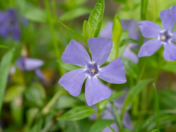 Blue Lesser Periwinkle Vinca Minor Flowers Leaves Close Genus Flowering — стокове фото