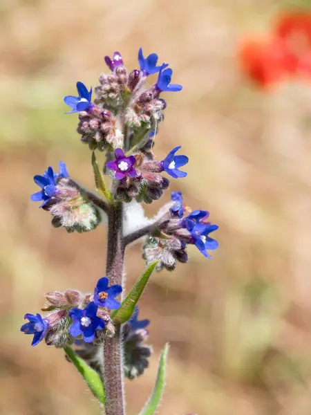 Field Gromwell Buglossoides Arvensis Flowering Plant Family Boraginaceae Native Europe — Fotografia de Stock