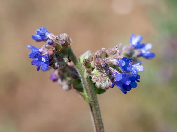 Field Gromwell Buglossoides Arvensis Flowering Plant Family Boraginaceae Native Europe — Fotografia de Stock