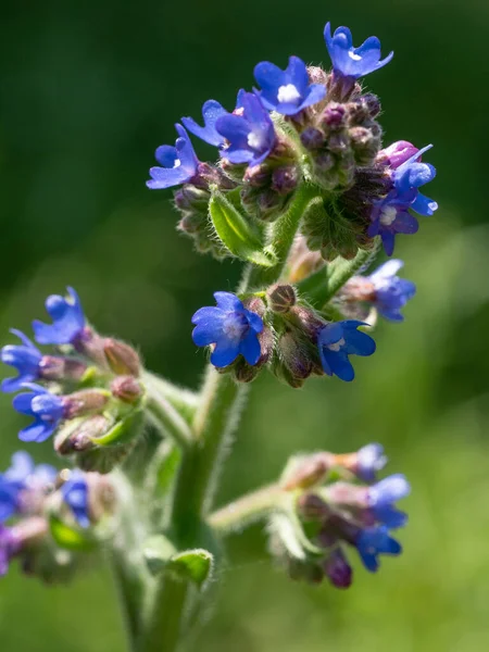 Field Gromwell Buglossoides Arvensis Est Une Plante Famille Des Boraginaceae — Photo