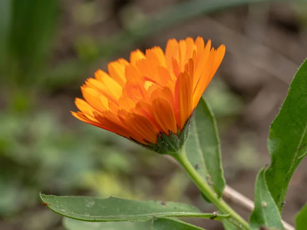 Flor Com Folhas Calêndula Calêndula Officinalis Panela Jardim Calêndula Inglesa — Fotografia de Stock