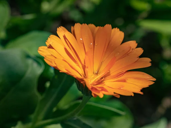 叶生金盏花 金盏花 花园或英式金盏花 背景模糊不清 — 图库照片