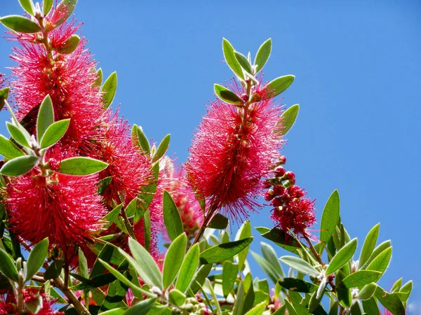 Kırmızı renkli dikenli şişe fırçası çalısı (Callistemon)