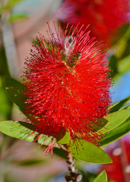 A red colour spiky bottlebrush bush (Callistemon)