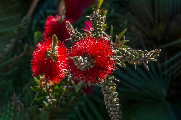 Arbusto Engarrafamento Spiky Cor Vermelha Callistemon — Fotografia de Stock