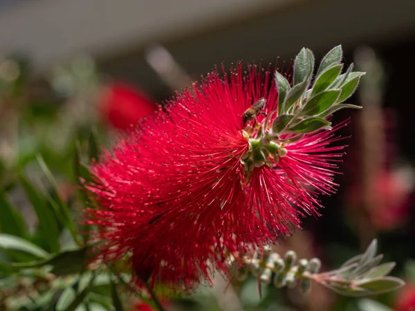 Crimson Red Callistemon Citrinus Bloeiende Struik Een Australische Inheemse Plant — Stockfoto