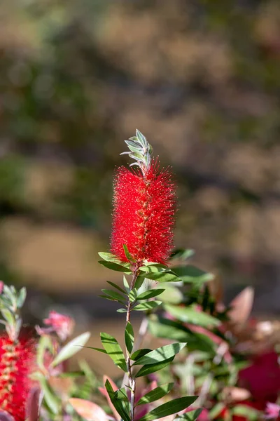 Vermelho Carmesim Callistemon Citrinus Arbusto Florido Uma Planta Nativa Australiana — Fotografia de Stock