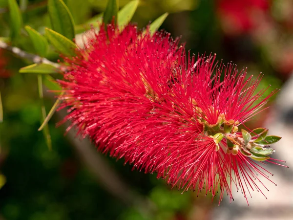 Kırmızı Kırmızı Callistemon Citrinus Çiçekli Çalı Avustralya Yerli Bitki Yaygın — Stok fotoğraf