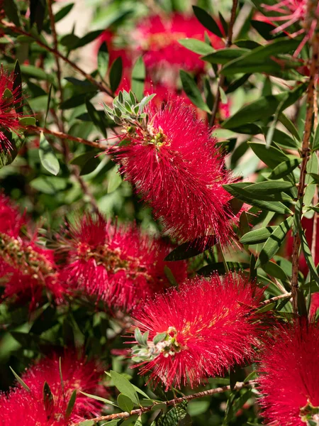 Vermelho Carmesim Callistemon Citrinus Arbusto Florido Uma Planta Nativa Australiana — Fotografia de Stock