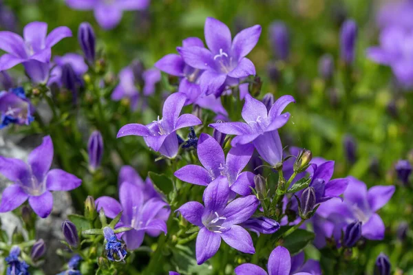 カンパヌラPericifolia ベルフラワー桃の葉 カンパヌラペルシャまたはスティックジェイコブ 夏の庭の紫色の鐘の花 — ストック写真