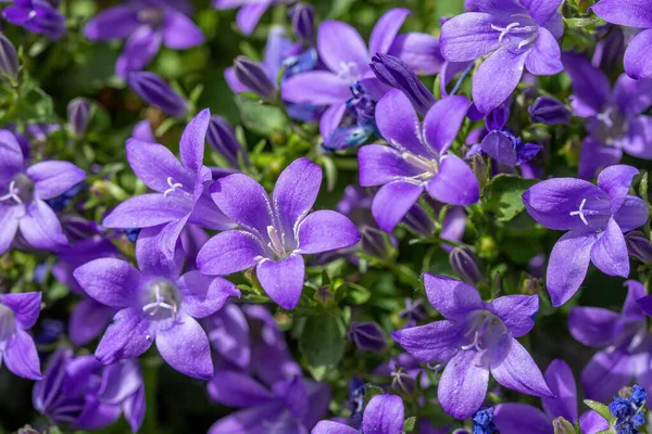 カンパヌラPericifolia ベルフラワー桃の葉 カンパヌラペルシャまたはスティックジェイコブ 夏の庭の紫色の鐘の花 — ストック写真