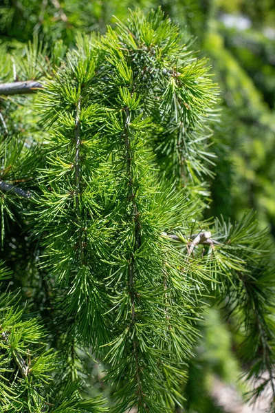 Primer Plano Rama Cedro Atlas Cedrus Atlantica — Foto de Stock