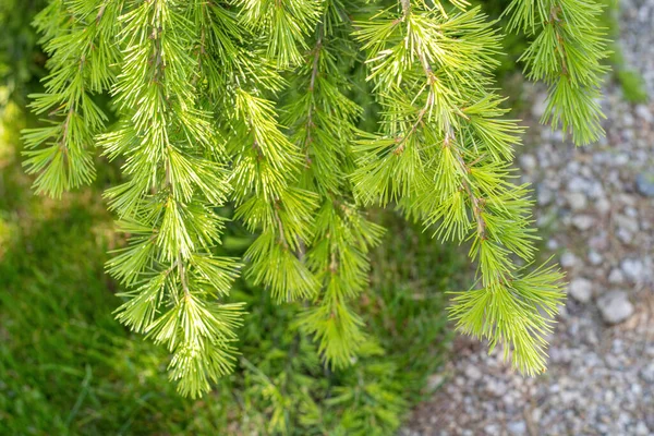 Close Atlas Cedar Branch Cedrus Atlantica — стокове фото
