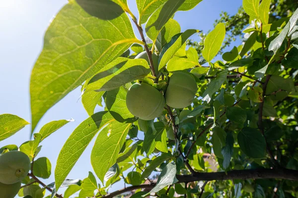 Δέντρο Λωτός Ώριμα Φρούτα Στον Κήπο Του Φθινοπώρου Δαμάσκηνο — Φωτογραφία Αρχείου
