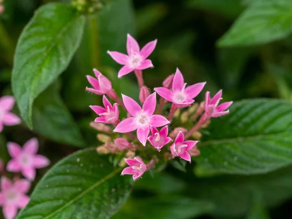 Yaygın bir Centaurium eritraea.Macro iğnesi.