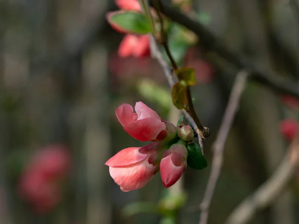 Bright Flowering Japanese Quince Chaenomeles Japonica Branch Covered Lot Red — Stock Photo, Image