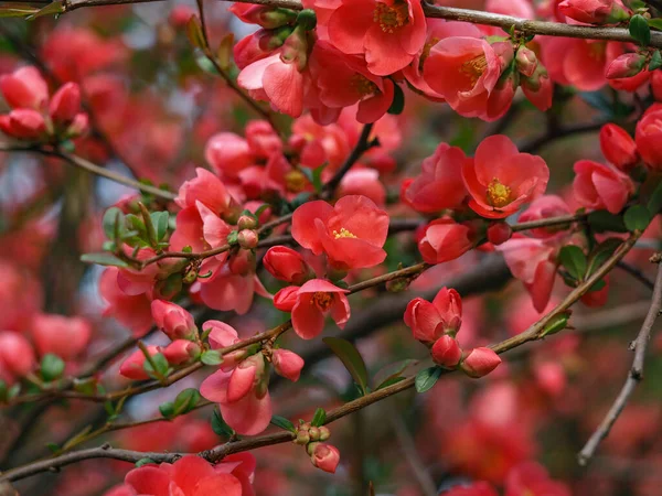 stock image Bright flowering Japanese quince or Chaenomeles japonica. Branch covered with lot of red flowers on blurred green background