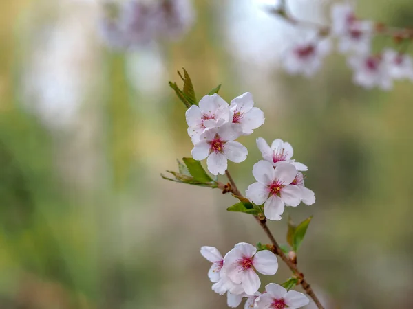 桜の木の枝に白い壊れやすい花のクローズ アップ 咲く桜や春の初めの梅 庭園や果樹園に咲く果樹 — ストック写真