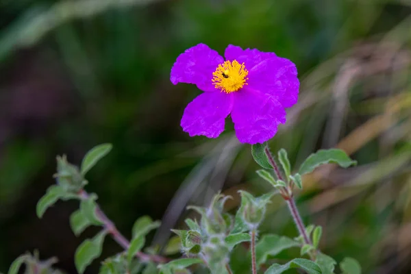 Small Flowered Cistus Cistus Praviflorus Purple Mediterranean Shrub — стокове фото