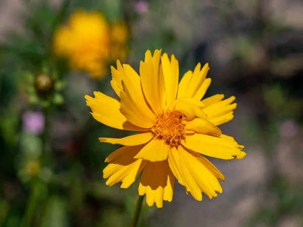 Zbliżenie Coreopsis Drummondii Gloden Fala Kwitnąca Zewnątrz — Zdjęcie stockowe