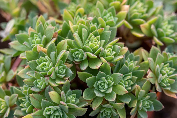 Makro Foto Sedum Palmeri Šťavnatá Rostlina Květiny — Stock fotografie