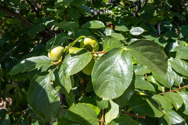 Persimmon Tree Ripe Fruits Autumn Garden Kaki Plum Tree — 图库照片