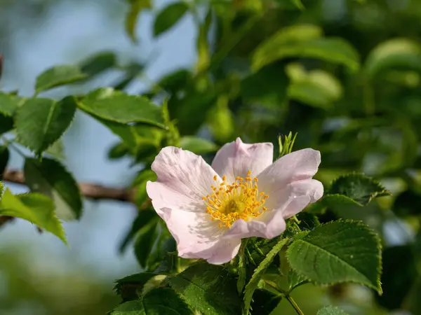 Közelkép Egy Kutya Rózsa Virág Rosa Canina Amelyből Rózsa Csípő — Stock Fotó