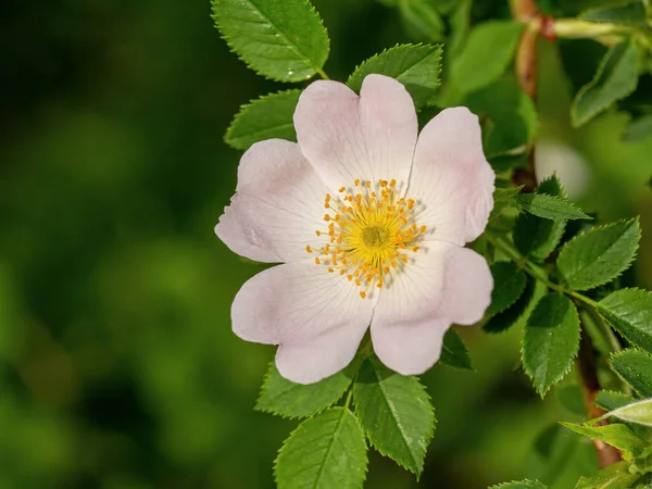 Close Van Een Dog Rose Bloem Rosa Canina Waarvan Rozenbottels — Stockfoto