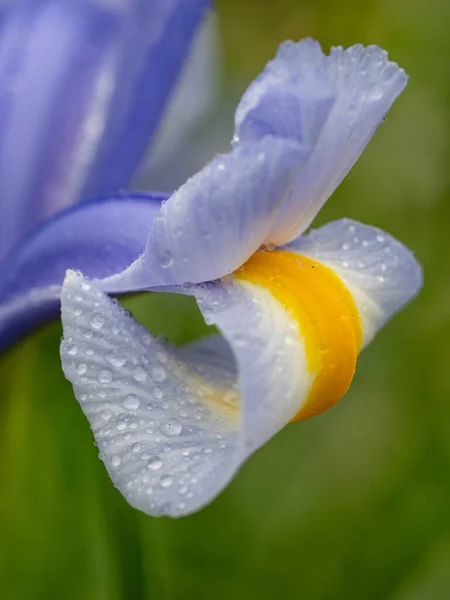 Detailní Abstraktní Obraz Fialové Duhovky Iris Douglasiana Jarní Makro Venkovní — Stock fotografie