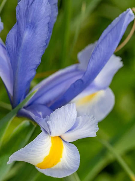Detail Abstraktní Obraz Fialový Iris Květiny Jaro Makro Venkovní — Stock fotografie