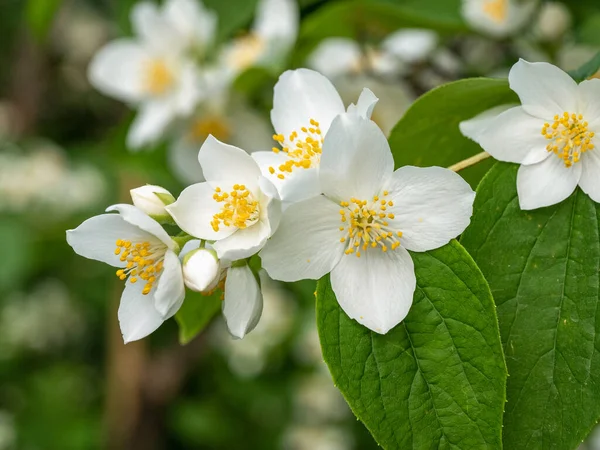 Słodki Mock Pomarańczowy Lub Angielski Dogwood Philadelphus Wieńca Kwiaty Czterema — Zdjęcie stockowe
