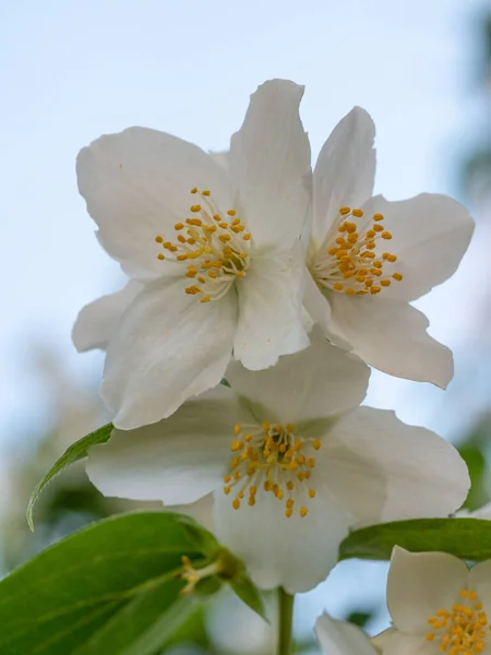 Słodki Mock Pomarańczowy Lub Angielski Dogwood Philadelphus Wieńca Kwiaty Czterema — Zdjęcie stockowe