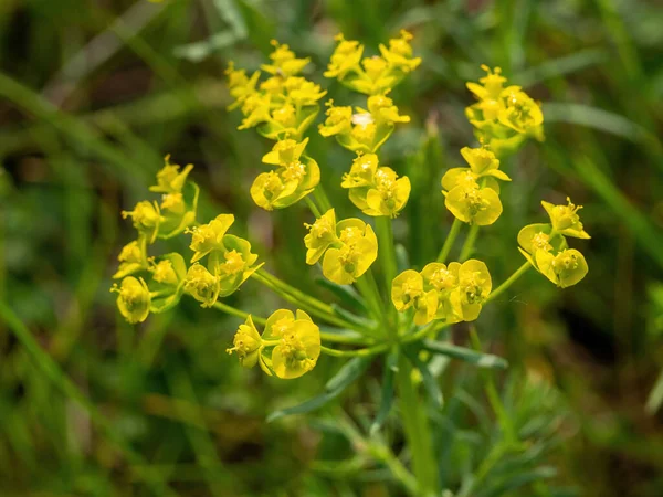 Nahaufnahme Der Gelben Blüten Der Zypressenmilchmilchmilch Euphorbia Cyparissias Oder Der — Stockfoto