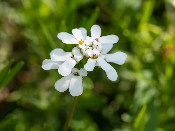 Små Vita Blommor Vintergröna Blomma Kretsande Iberis Sempervirens Tillhör Familjen — Stockfoto