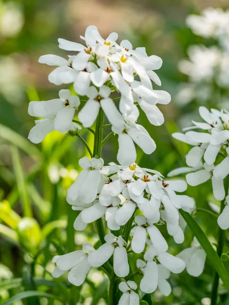 白の小さな旋回彼ら Sempervirens 常緑の花の花 アブラナ科の家族に属しています — ストック写真