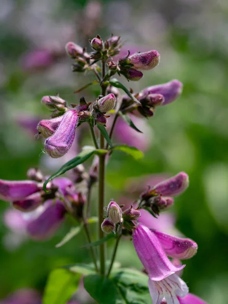 Close Smalls Penstemon Penstemon Smallii Note Shallow Depth Field — Stock Photo, Image