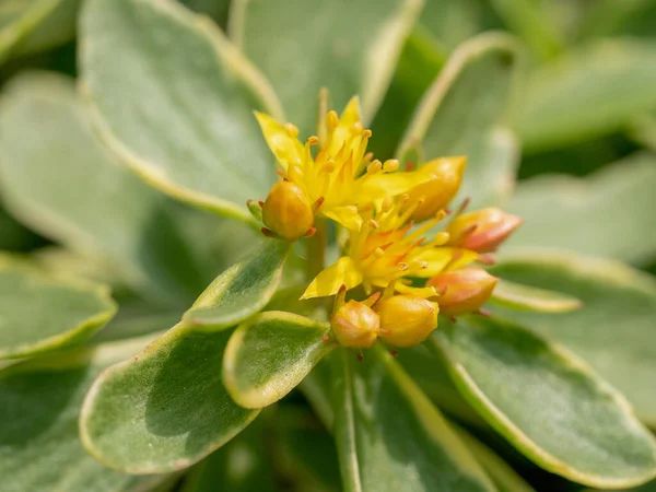 Macro Foto Glossy Green Stonecrop Sedum Kamtschaticum Nota Profundidade Campo — Fotografia de Stock