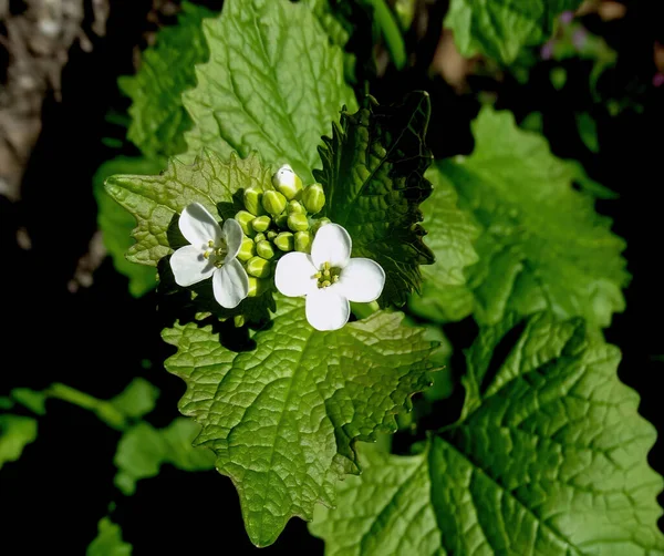 Macro Closeup Medicative Herb Blossom Garlic Mustard Alliaria Petiolata — Stock Photo, Image