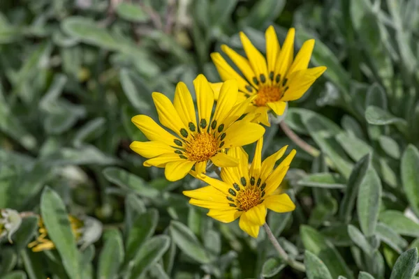 Sárga Virágzó Gazania Delosperma Rügyekkel Más Néven Kincses Virág — Stock Fotó