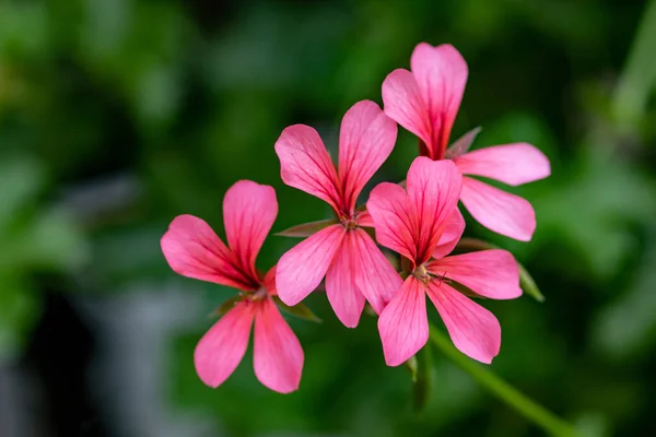 Înflorire Liliac Iederă Frunze Pelargonium Geraniu Frunze Iederă Peltatum Geraniu — Fotografie, imagine de stoc