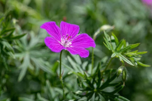 Kesilmiş Cranesbill - Geranium disektum Küçük Pembe Geranium