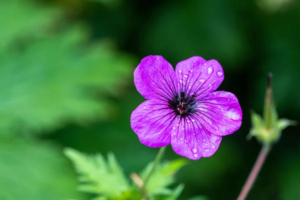 Ormiański Żuraw Geranium Psilostemon Turcji Armenia Rosja — Zdjęcie stockowe