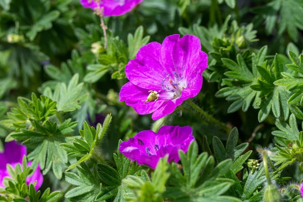 Bloemen Van Geranium Renardii Bloeiende Kruidachtige Vaste Plant Achtergrond — Stockfoto